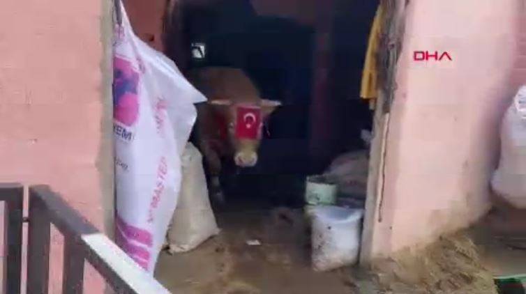 1 ton 150 kiloluk boğa ikinci el otomobil fiyatına satıldı 9